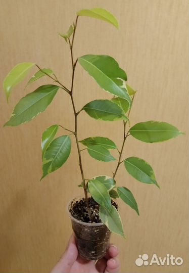 Фикус Бенжамина