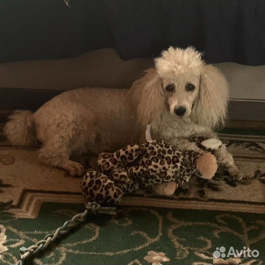 Вязка малый пудель