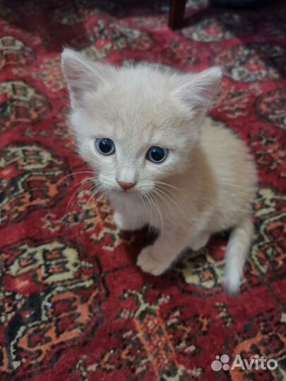 Отдам котенка в добрые руки