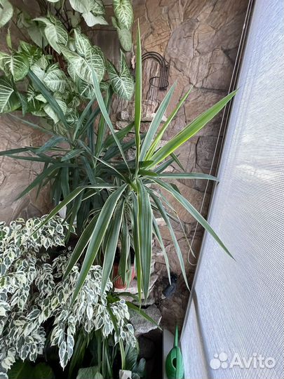 Комнатные цветы драцена