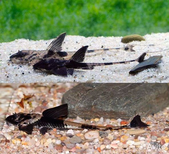 Симилима Лорикария Королевская мирный редкий сом