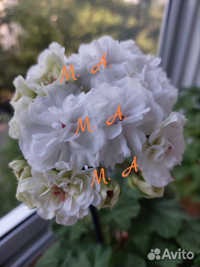 Пеларгония та Эдер