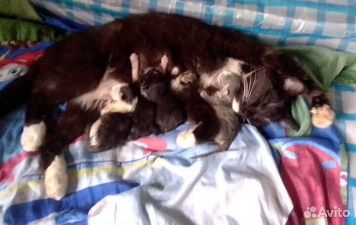 Котята в добрые руки бесплатно