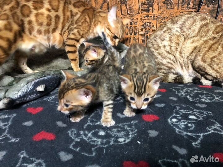 Бенгальская