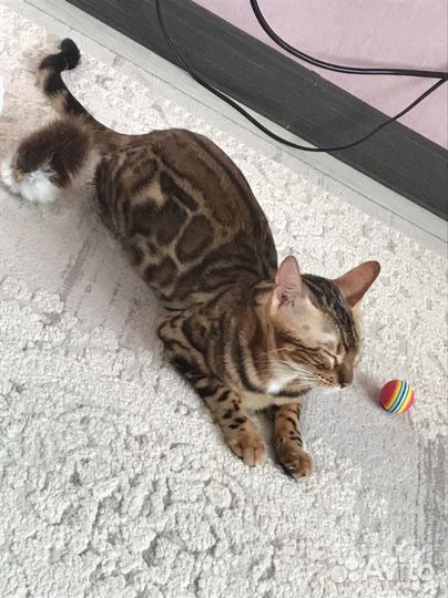 Бенгальские кошечка