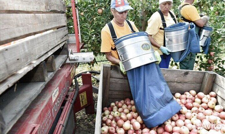 Сборщик на вахту