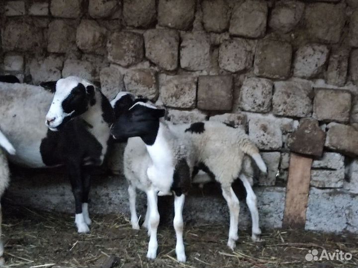 Овцы Дорпер смесь
