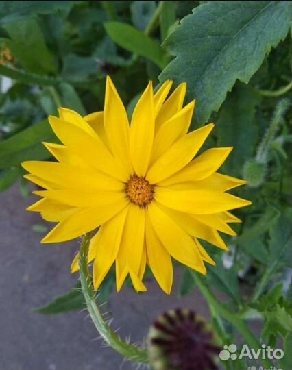 Рассада и семена цветов,бархатцы и календула