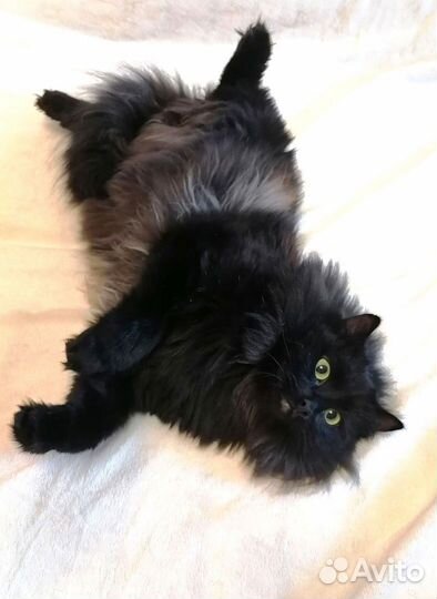 Котик в добрые руки
