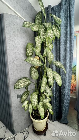 Диффенбахия отростки