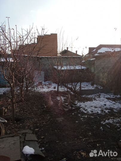 Гуси,Кубанская широкогрудая