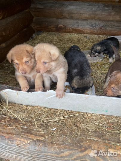 Щенки бесплатно