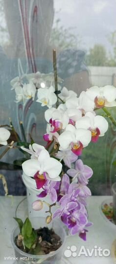 Орхидея миди