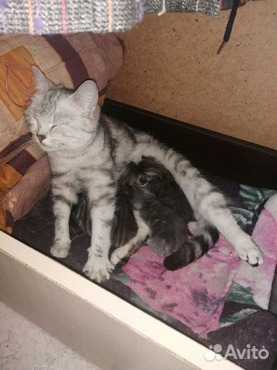 Британские котята