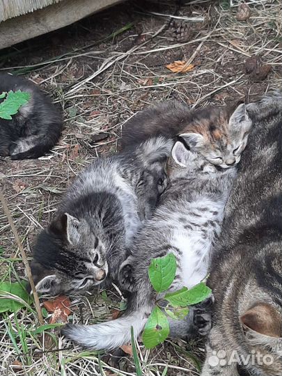 Котята в дар бесплатно