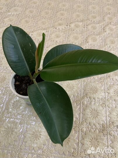 Фикусы 5 сортов