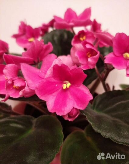 Фиалка химера