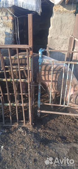 Кабан живым весом или на племя