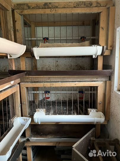 Клетки для бройлеров