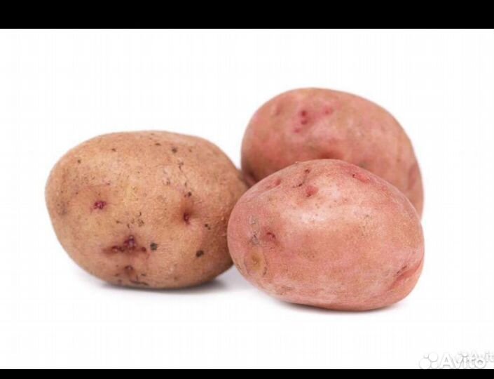 Семенной картофель розовый