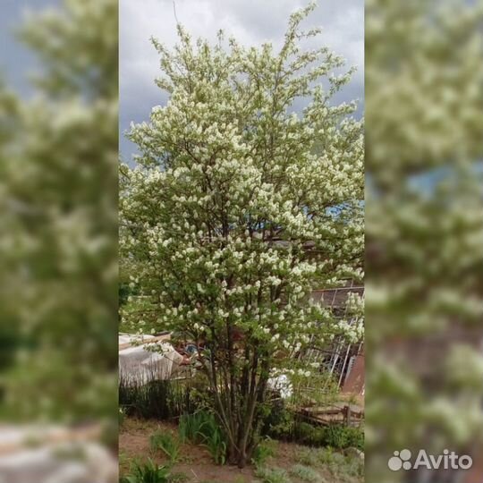 Ирга (Каринка)