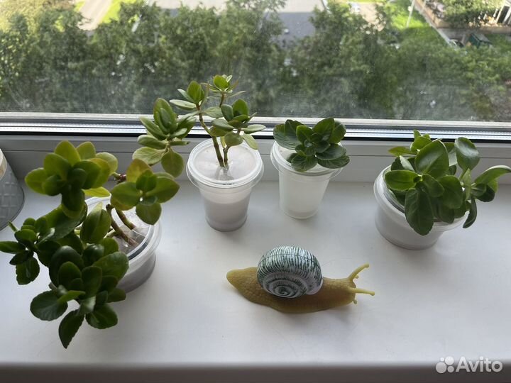 Каланхоэ ростки с корнями