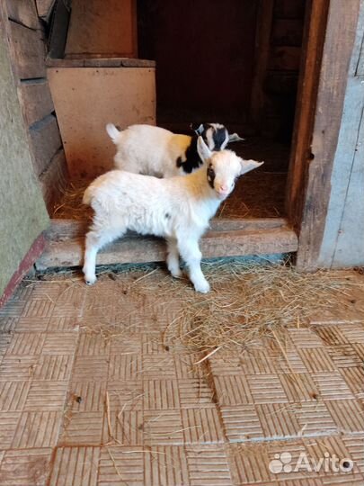 Дойная камерунская коза и камерунские козлики