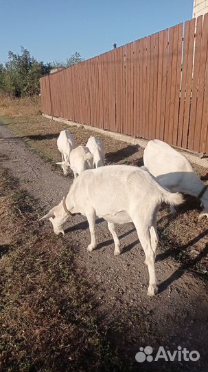 Продаем коз