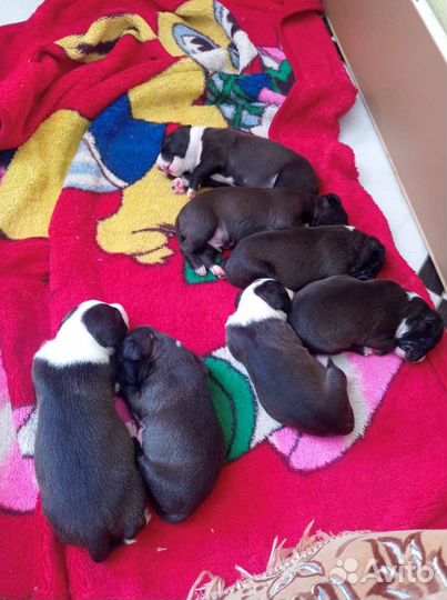 Собаки щенки