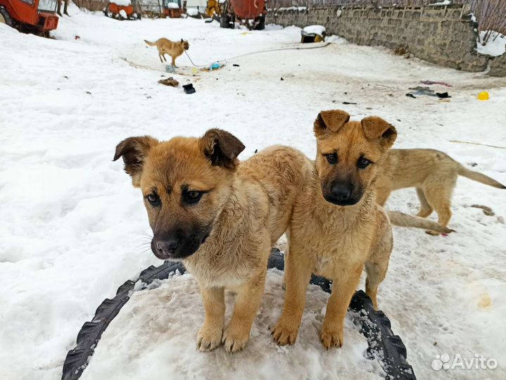 Собаки бесплатно в добрые руки щенки