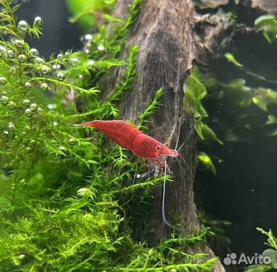 Креветка вишня