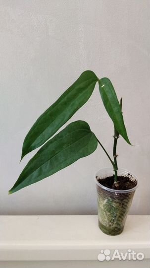 Ароидные, Диффенбахия Рефлектор