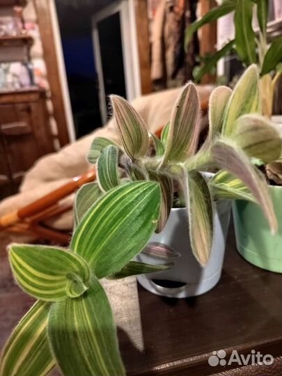 Традесканция