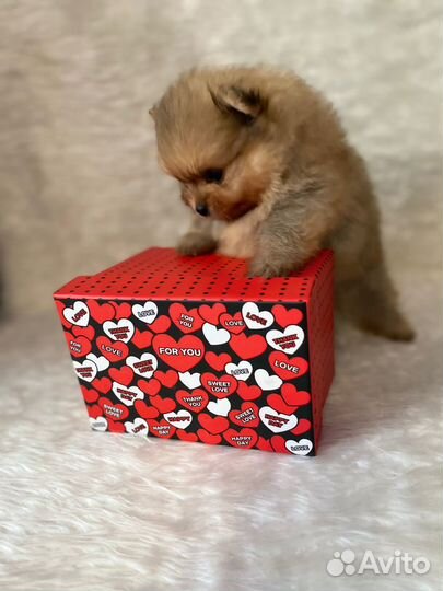 Мишки - Померашки