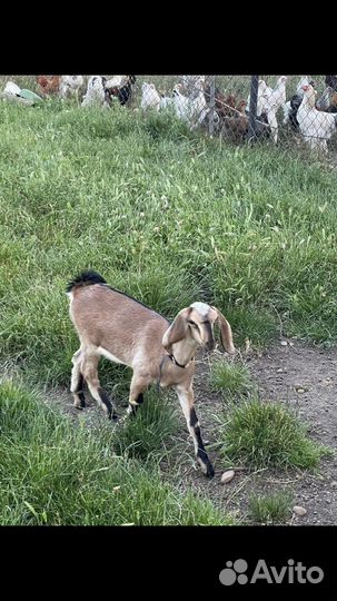 Нубийская козочка