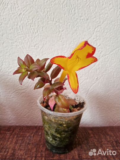 Комнатные растения