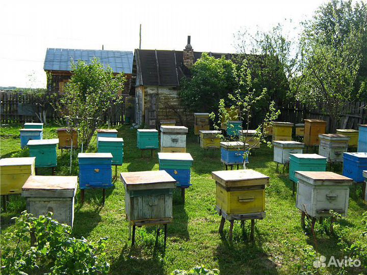 Пчелосемьи