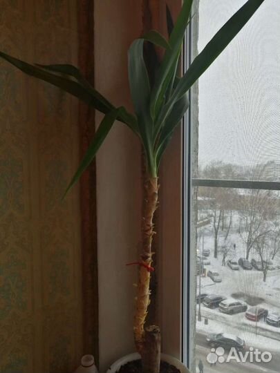 Пальма юкка