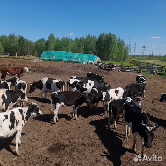 Продаются коровые дойные