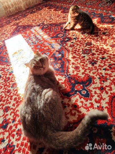 Котята шиншилла