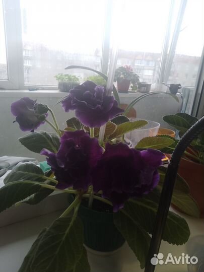 Глоксиния цветущая