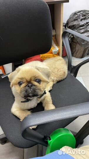 Вязка мини пекинес