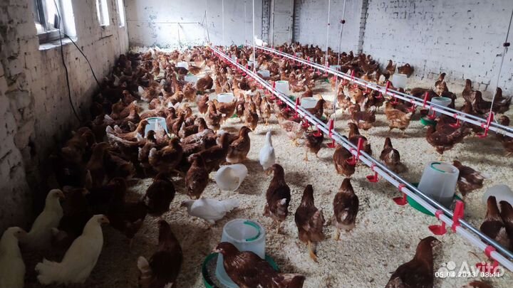 Куры молодки несушки