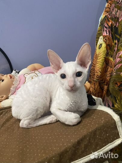 Клубные котята