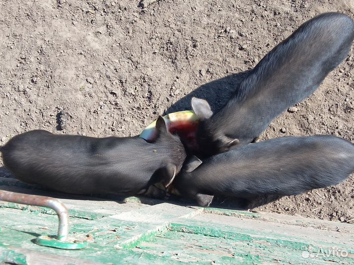 Вьетнамск вислобрюхий поросенок