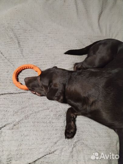 Лабродорчики