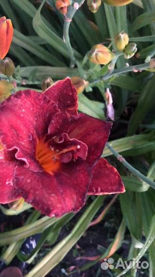 Садовые цветы