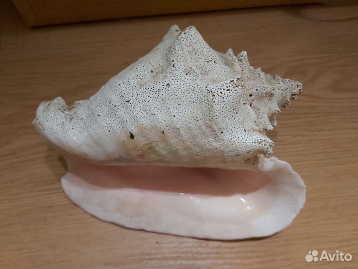 Ракушка морская большая 22 см