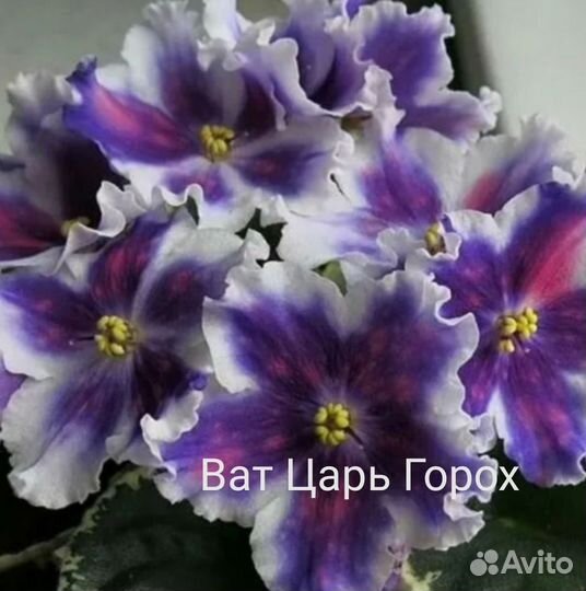 Фиалка детки