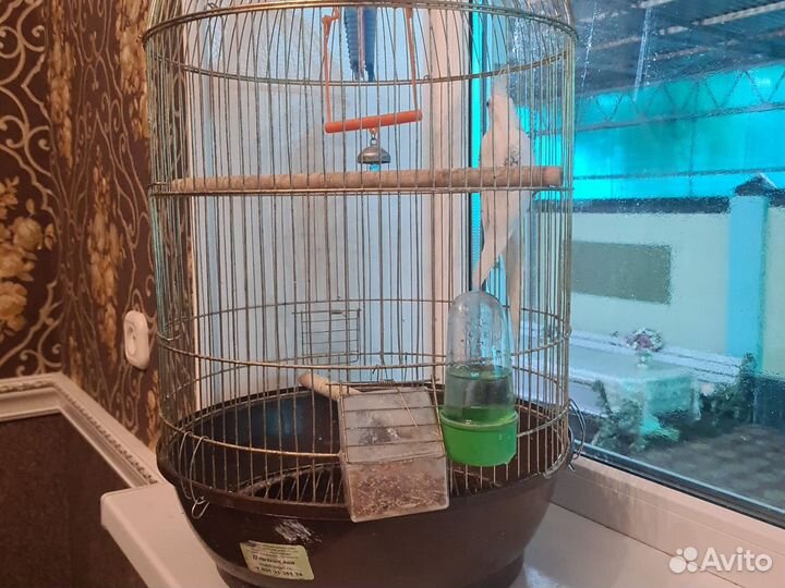 Попугай кореша с клеткой